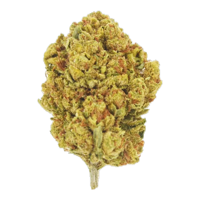 Lucy's - Gelato 41