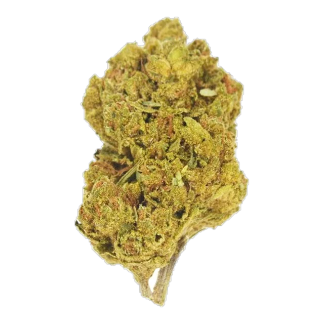 Lucy's INDOOR - Blackberry Manstreak